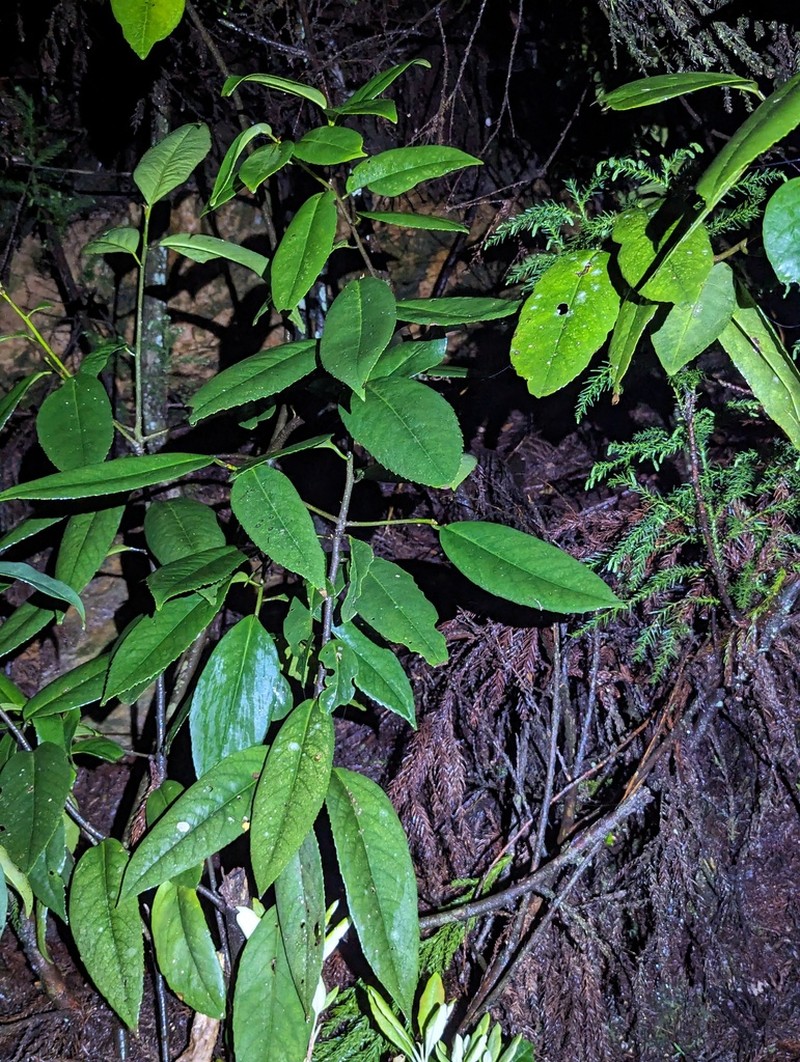 Ilex latifolia photo 6