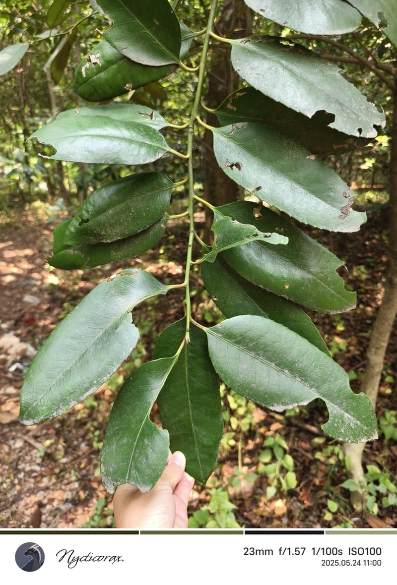 Ilex latifolia photo 7