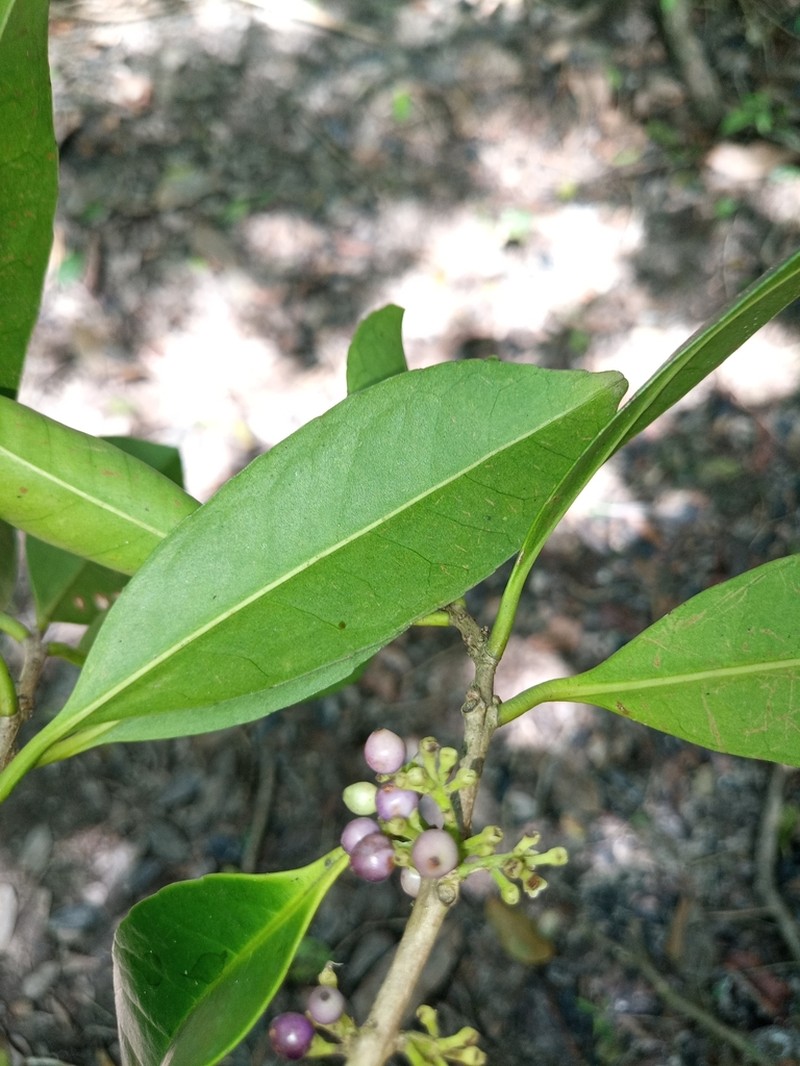 Ilex laureola