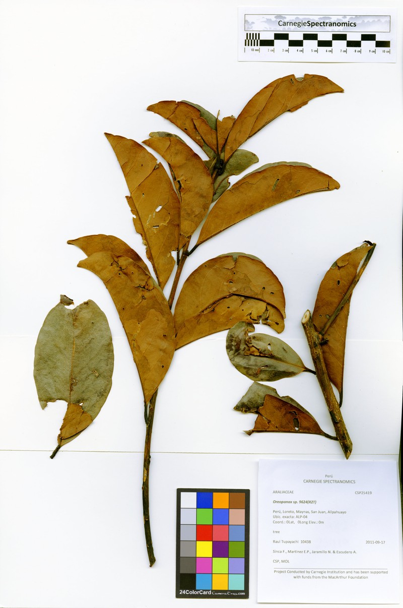 Ilex laureola photo 2