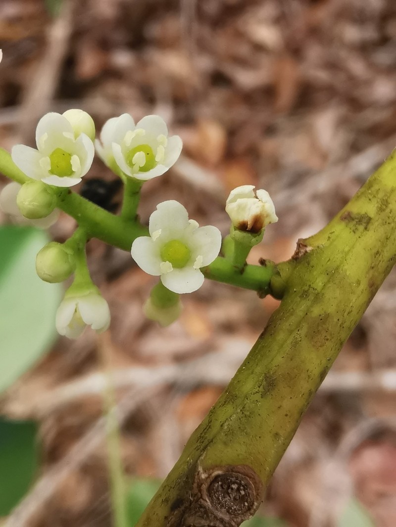 Ilex laureola photo 3