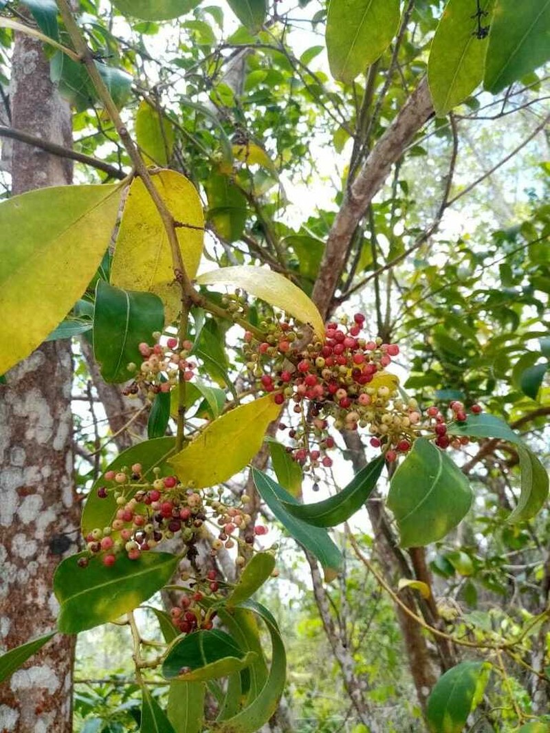 Ilex laureola photo 4