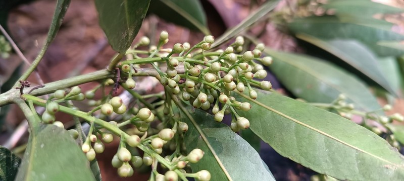 Ilex laureola photo 5