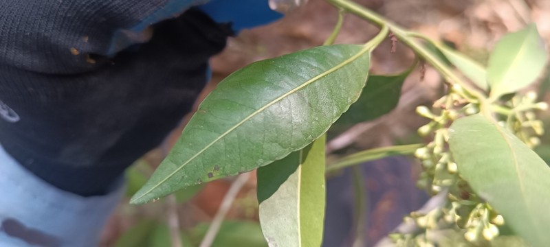 Ilex laureola photo 6