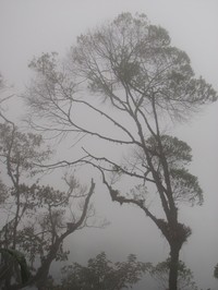 Ilex laurina