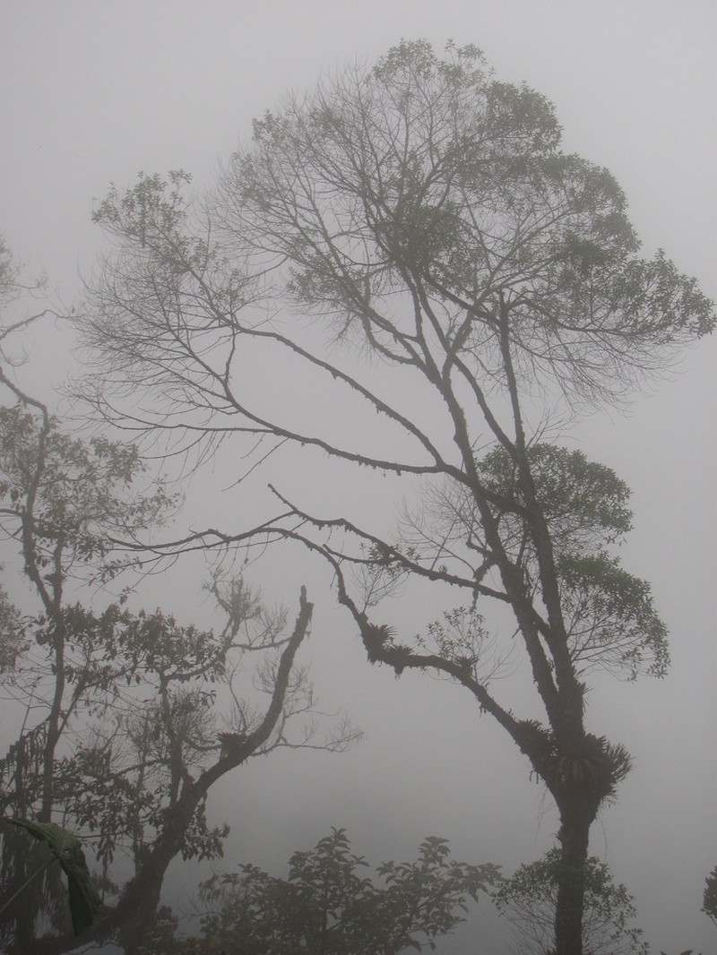Ilex laurina