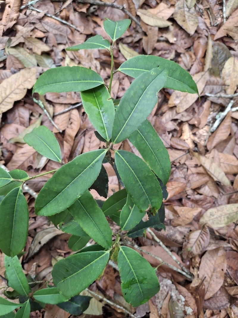 Ilex laurina photo 2