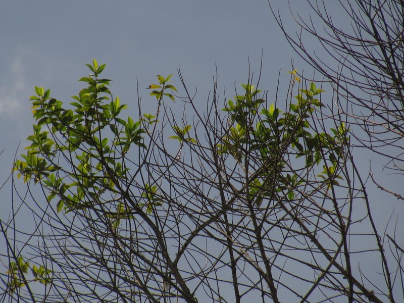 Ilex laurina photo 3