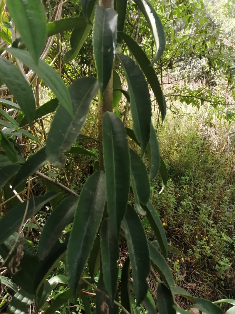 Ilex laurina photo 4
