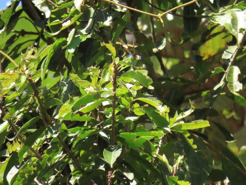 Ilex laurina photo 5