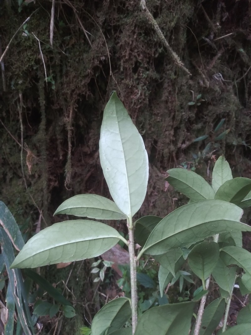 Ilex laurina photo 7