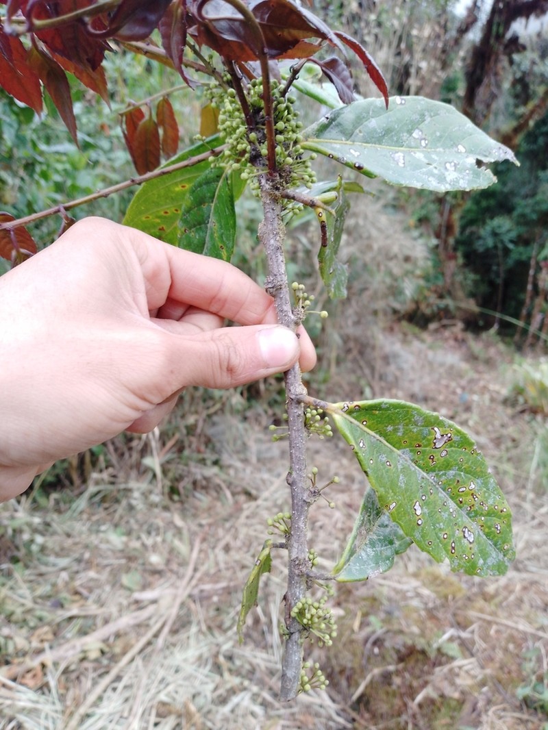 Ilex laurina photo 8