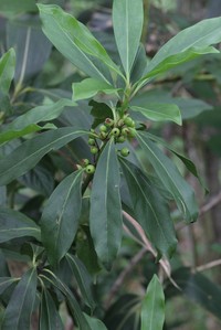 Ilex leucoclada