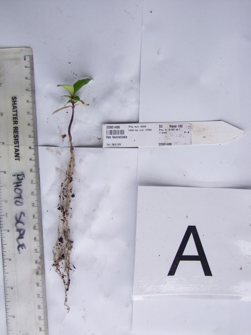 Ilex leucoclada photo 2
