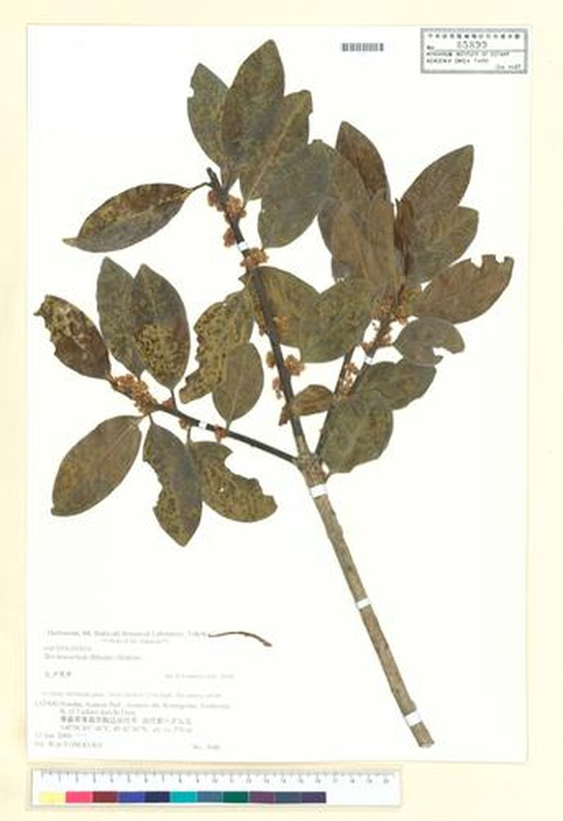 Ilex leucoclada photo 3