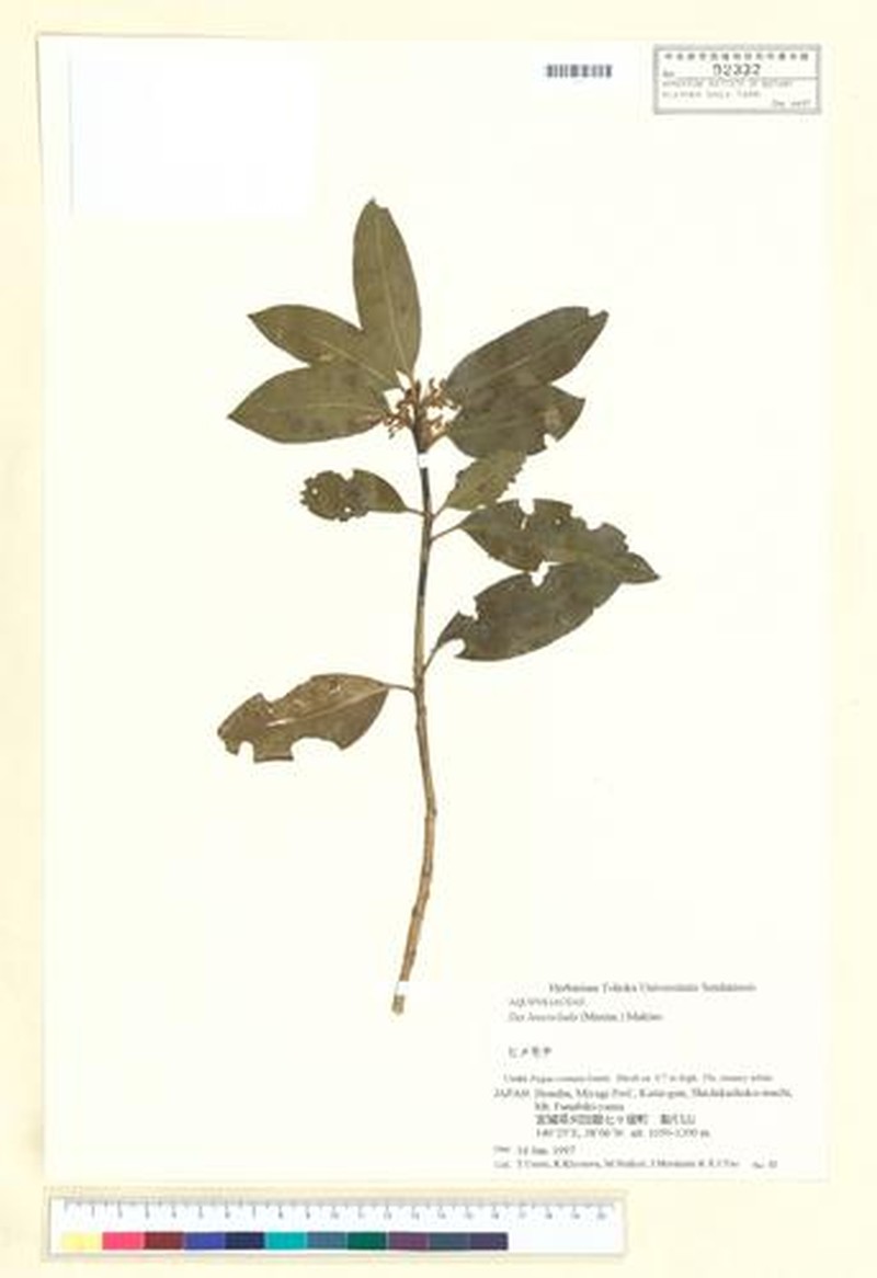Ilex leucoclada photo 4