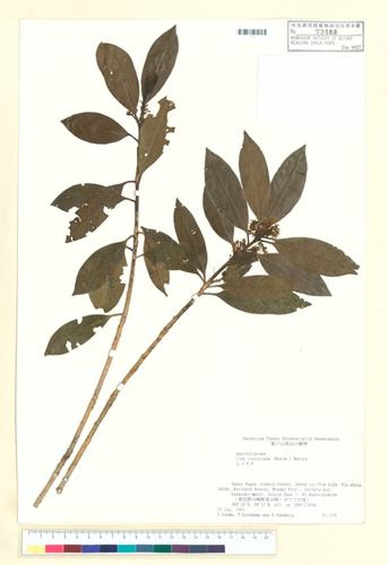 Ilex leucoclada photo 5