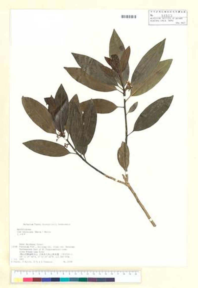 Ilex leucoclada photo 6