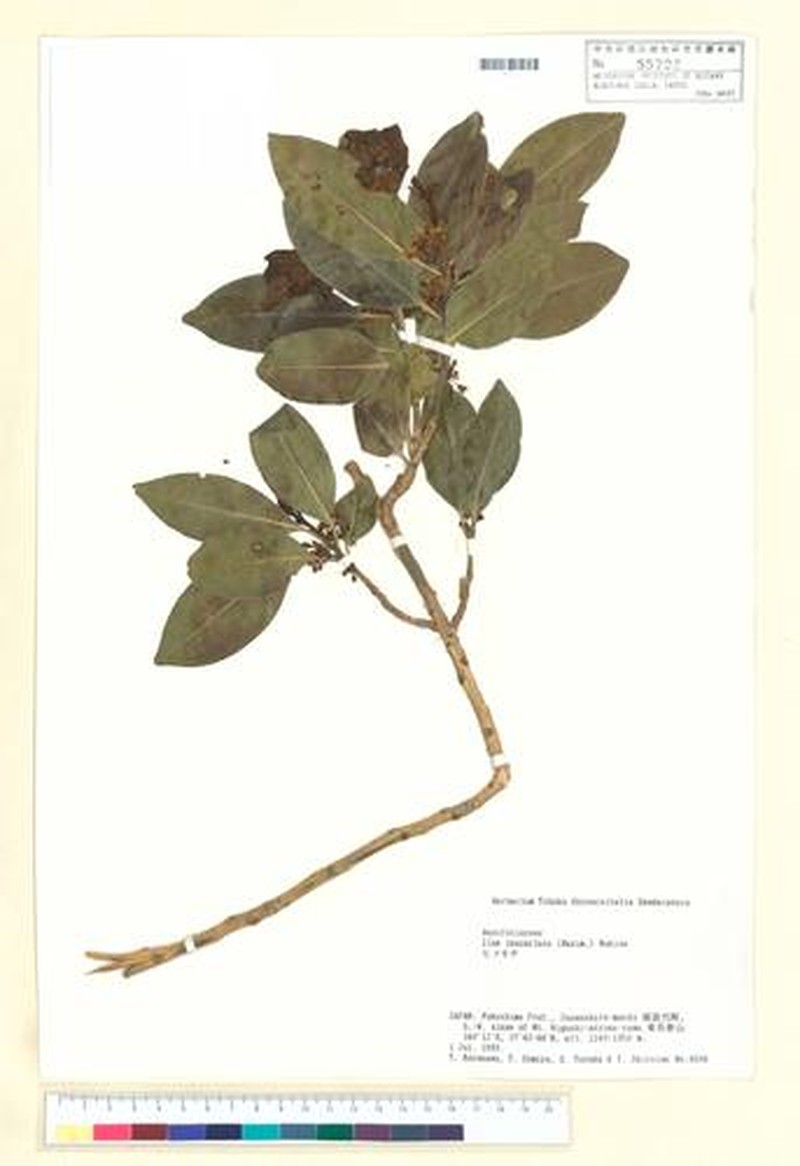 Ilex leucoclada photo 7