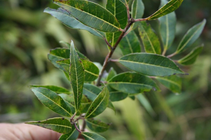 Ilex liebmannii photo 2