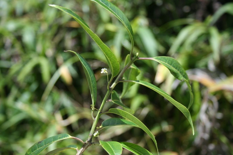 Ilex liebmannii photo 3