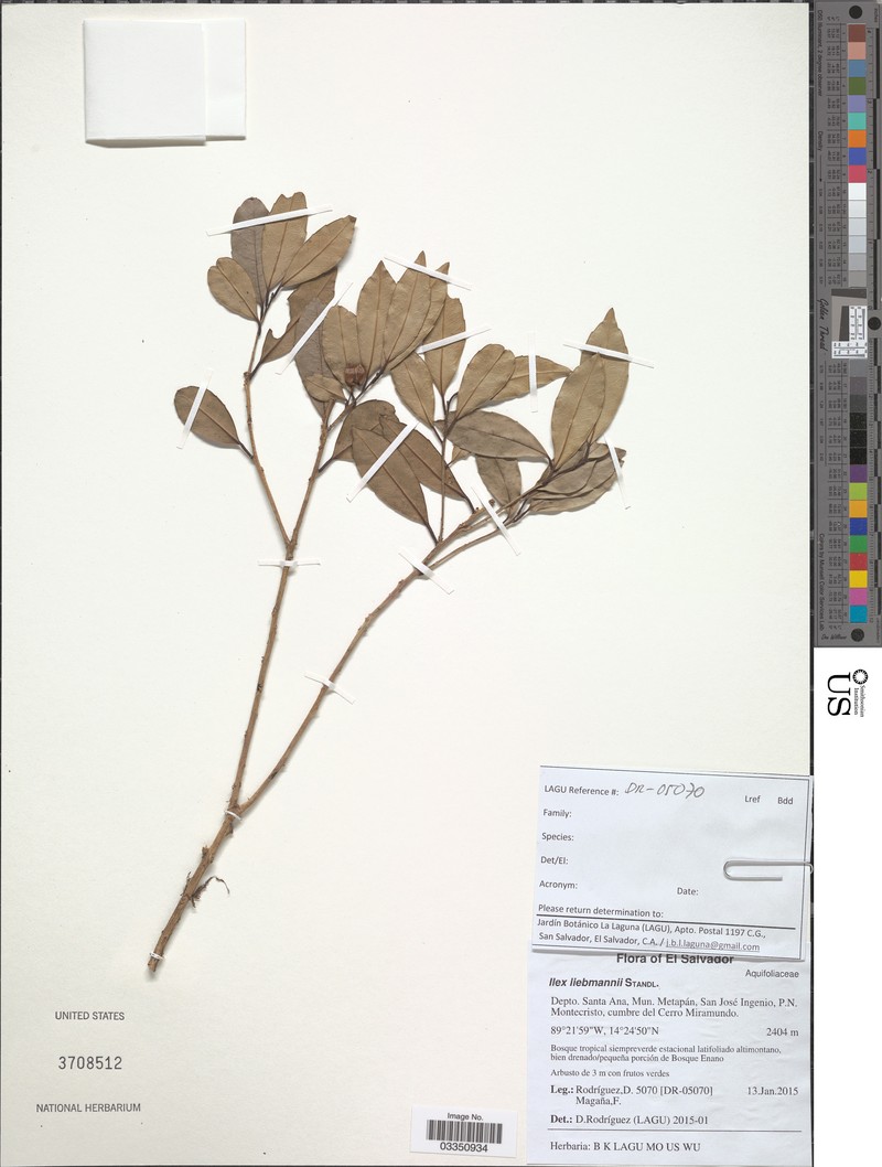 Ilex liebmannii photo 4