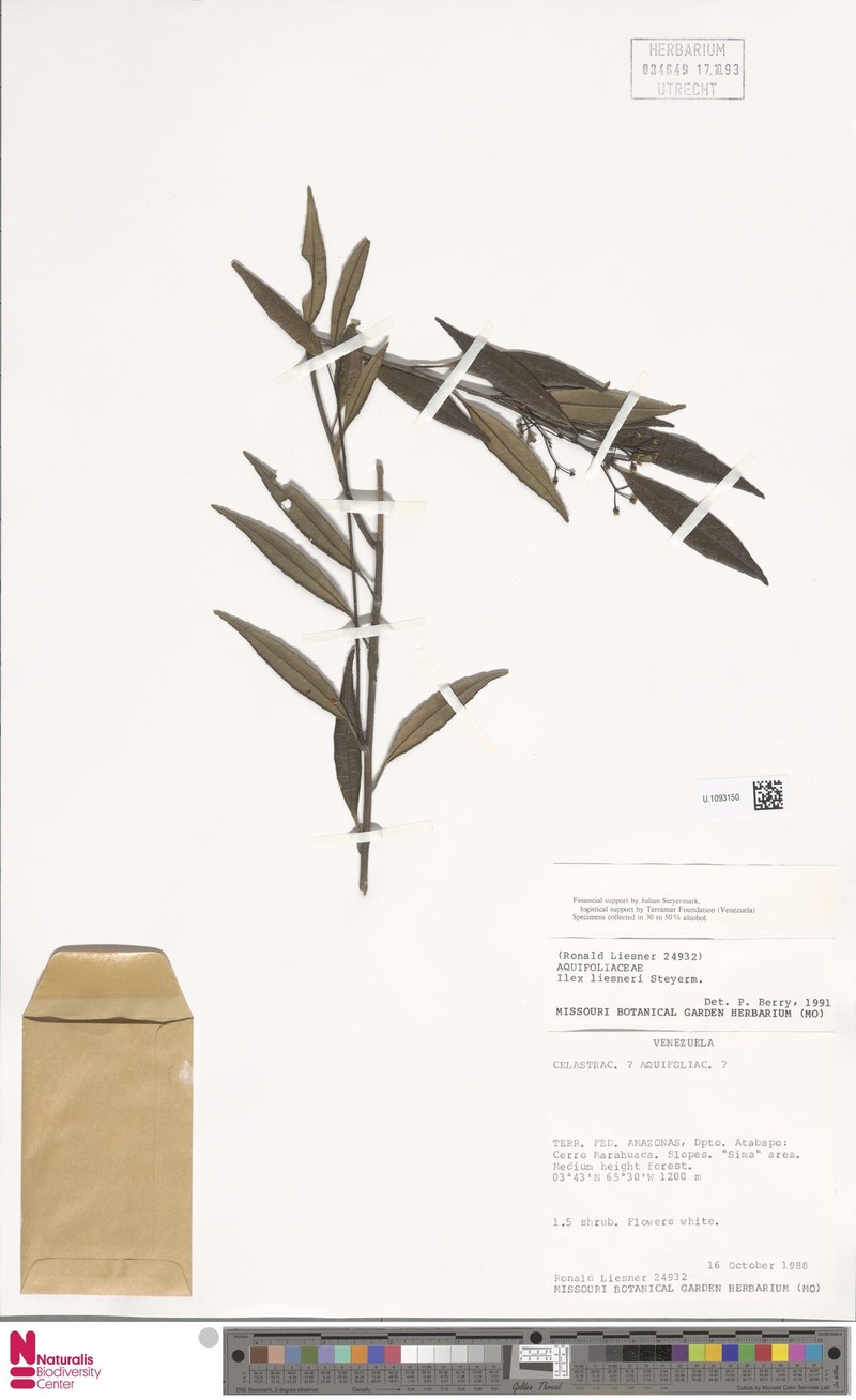 Ilex liesneri