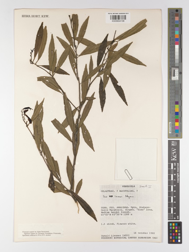 Ilex liesneri photo 2