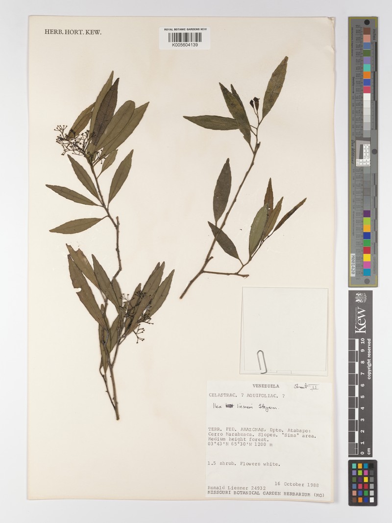 Ilex liesneri photo 3