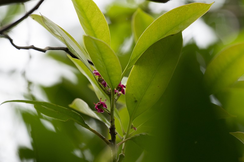 Ilex linii