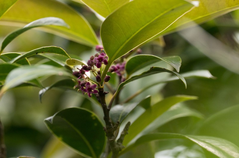 Ilex linii photo 2