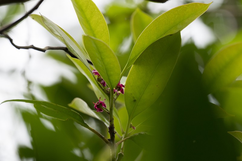 Ilex linii photo 4