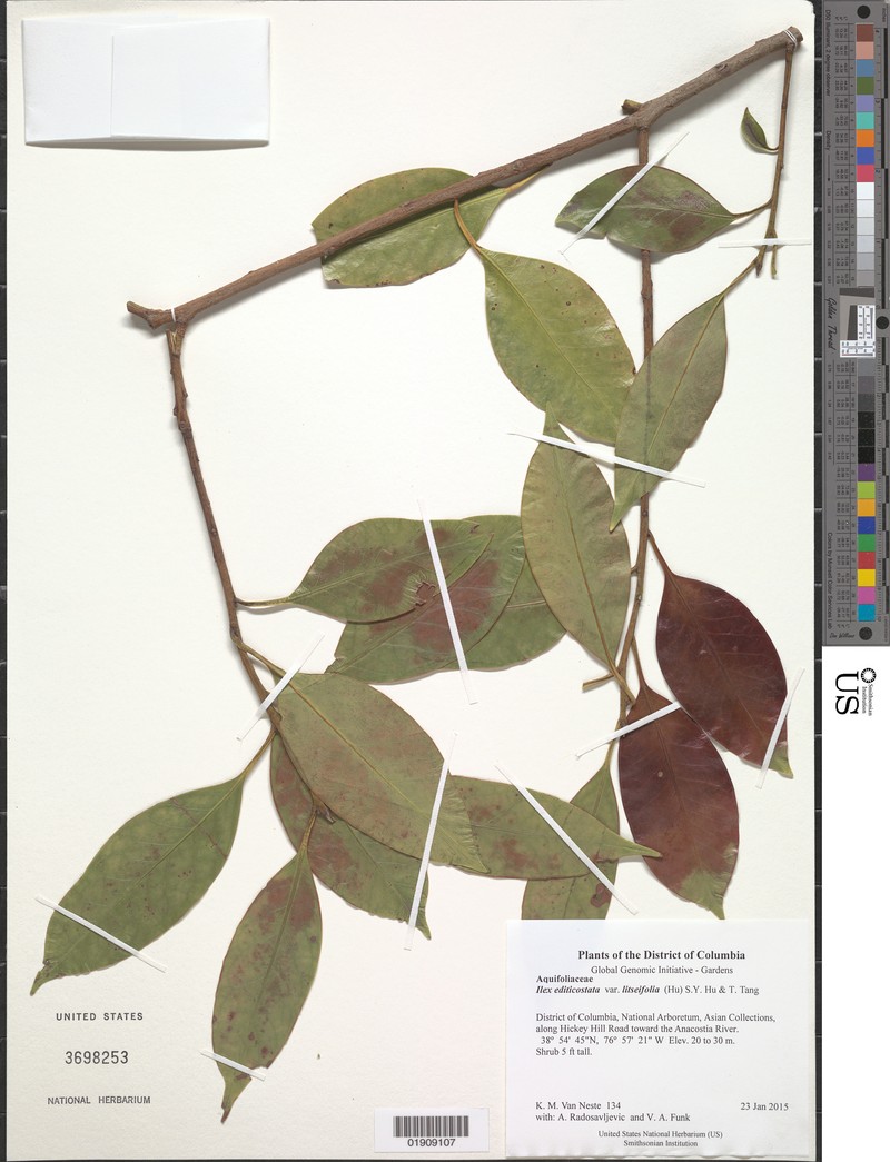 Ilex litseifolia