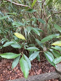Ilex liukiuensis