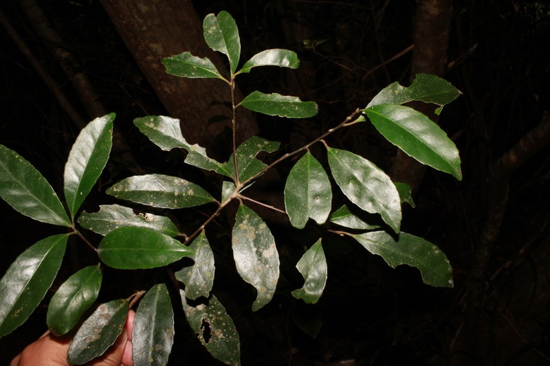 Ilex liukiuensis photo 2