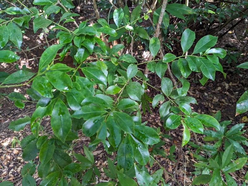 Ilex liukiuensis photo 4