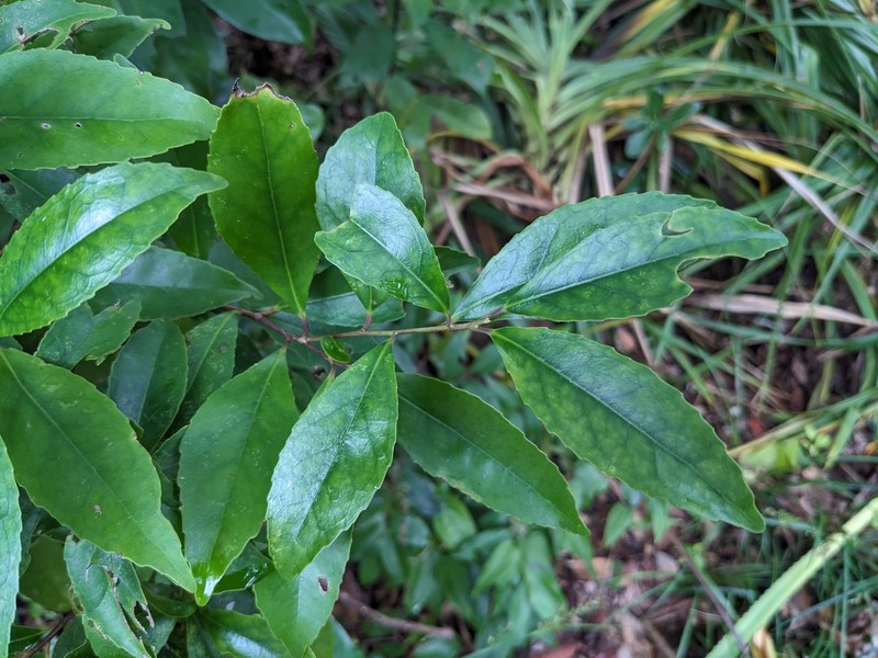 Ilex liukiuensis photo 5