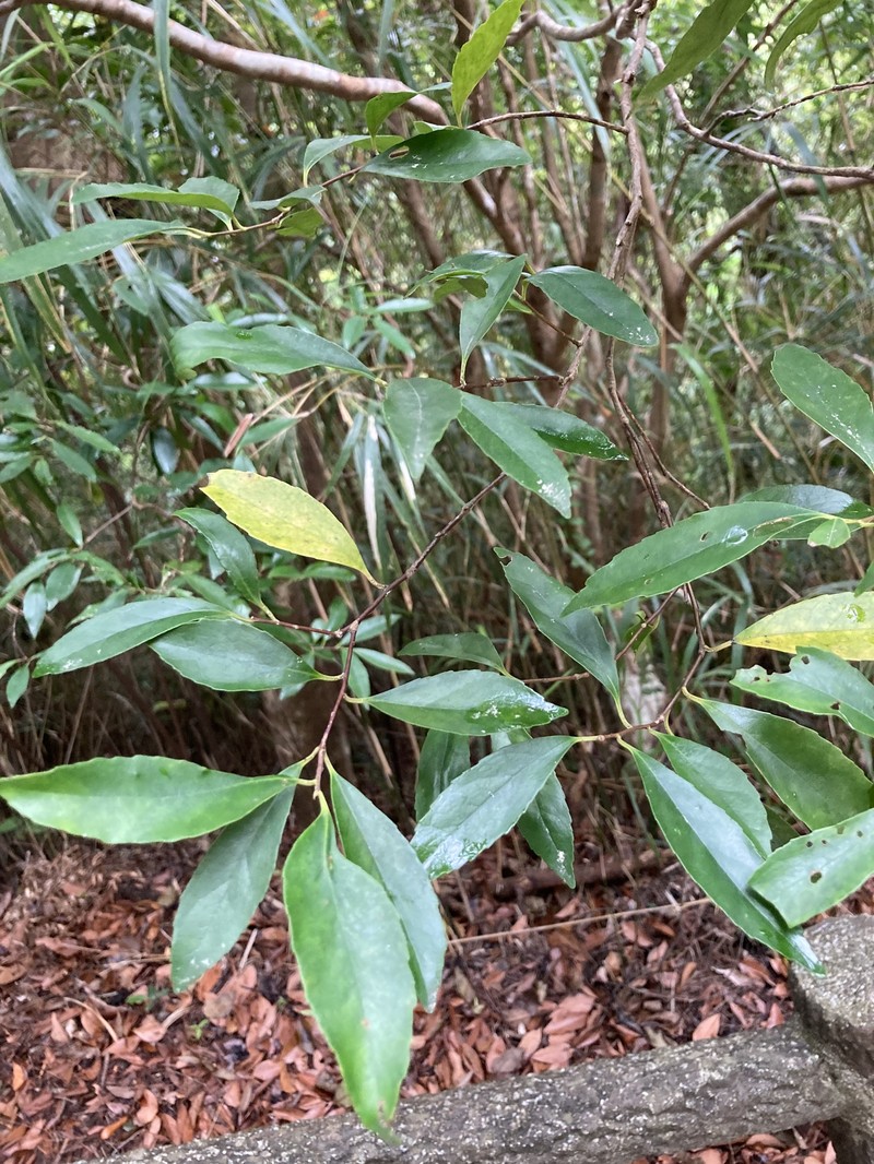 Ilex liukiuensis photo 6