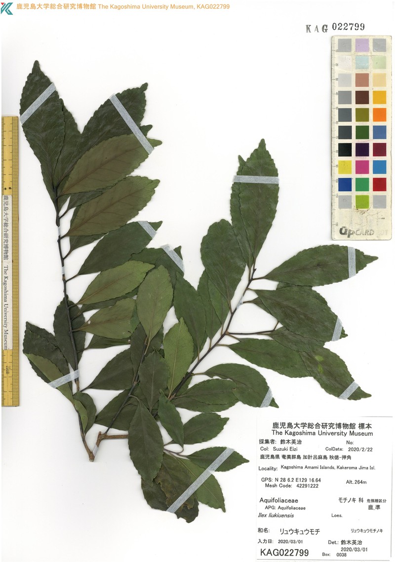 Ilex liukiuensis photo 7