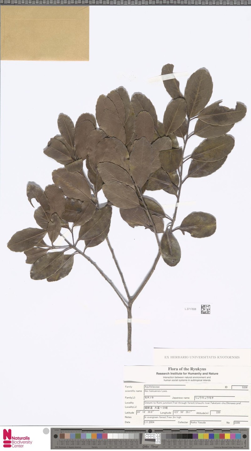 Ilex liukiuensis photo 8