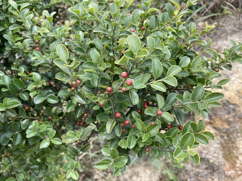 Ilex lohfauensis photo 2