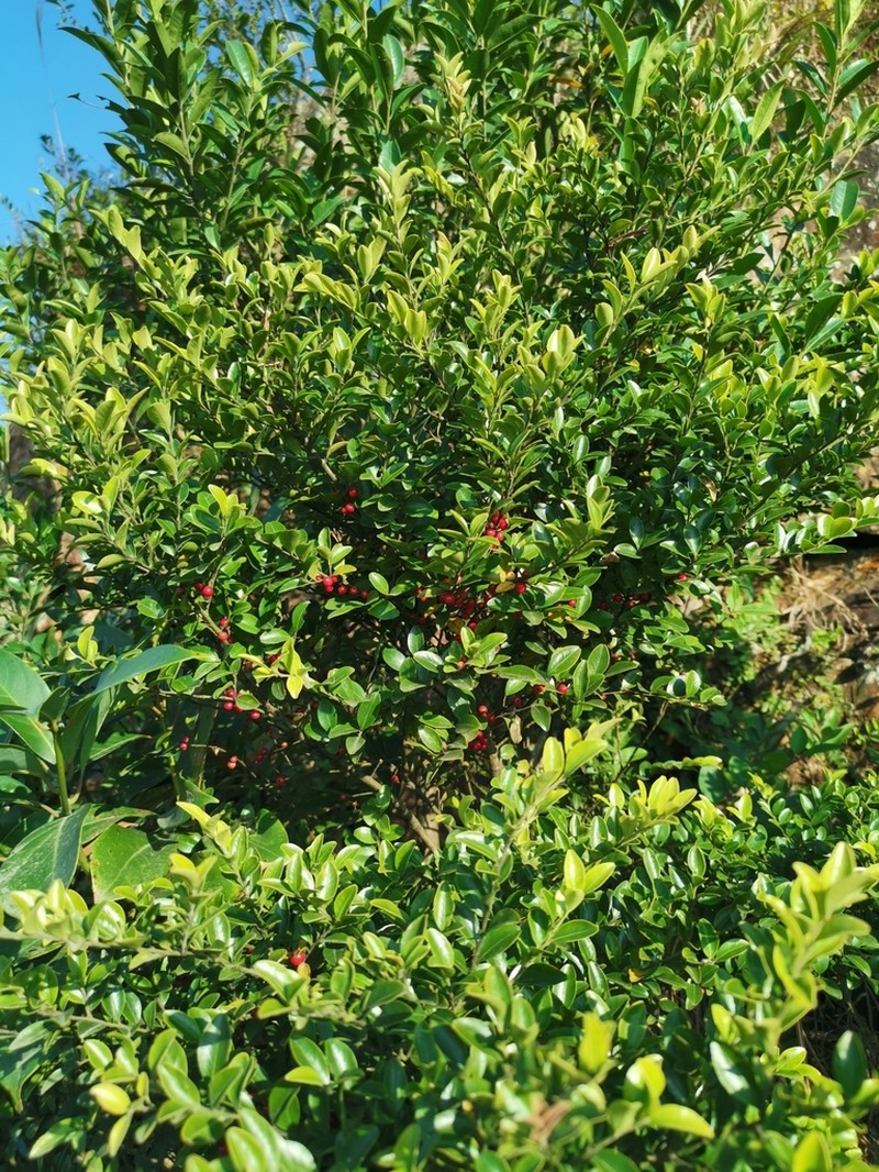 Ilex lohfauensis photo 3