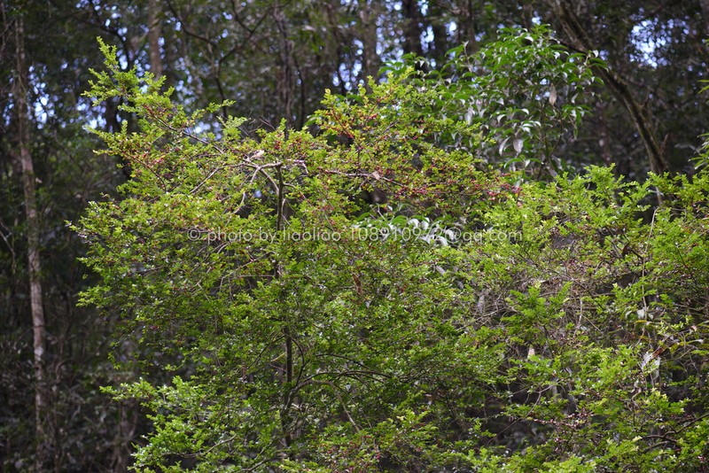 Ilex lohfauensis photo 4