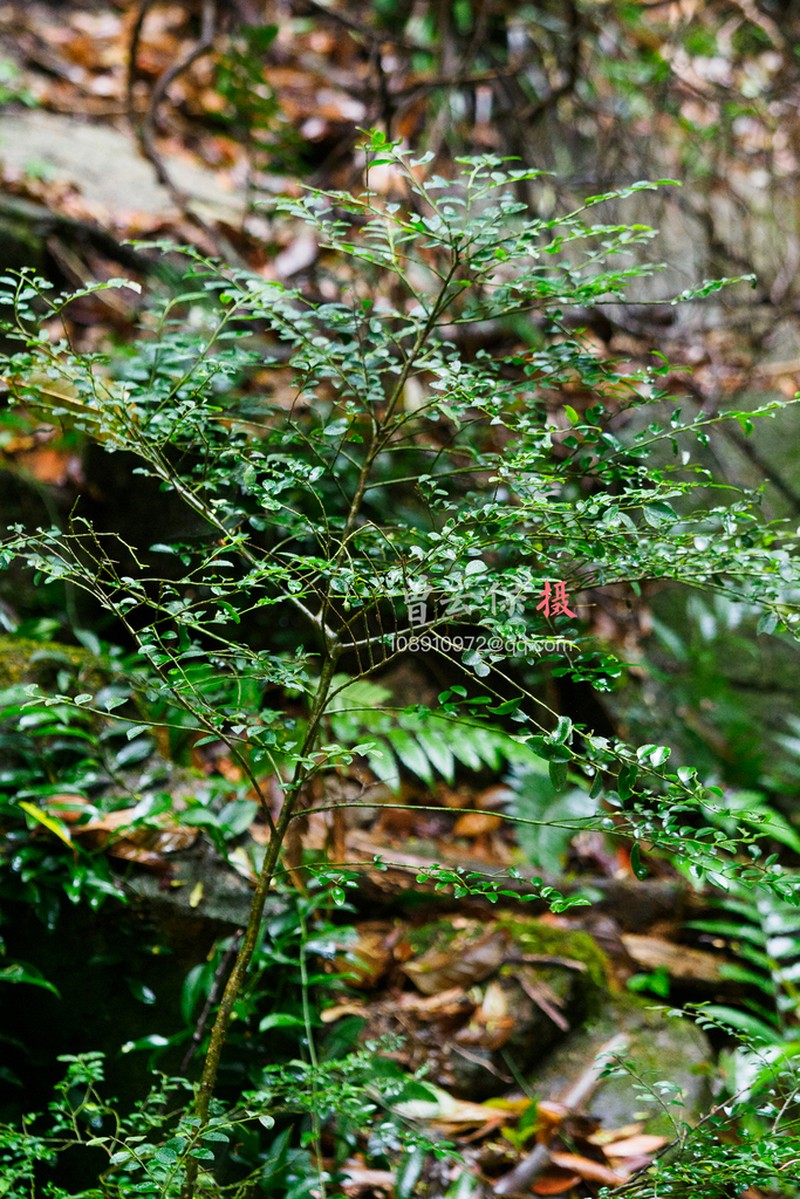 Ilex lohfauensis photo 5