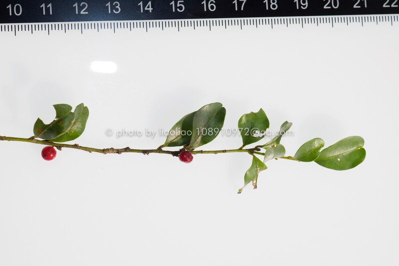 Ilex lohfauensis photo 6