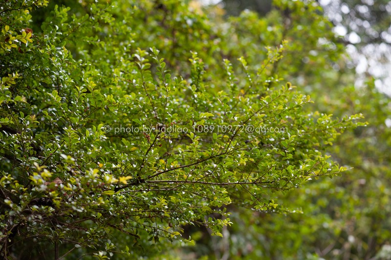 Ilex lohfauensis photo 7