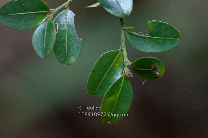 Ilex lohfauensis photo 8