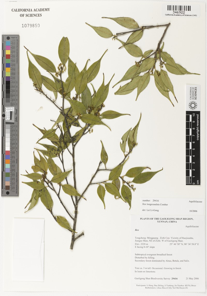 Ilex longecaudata