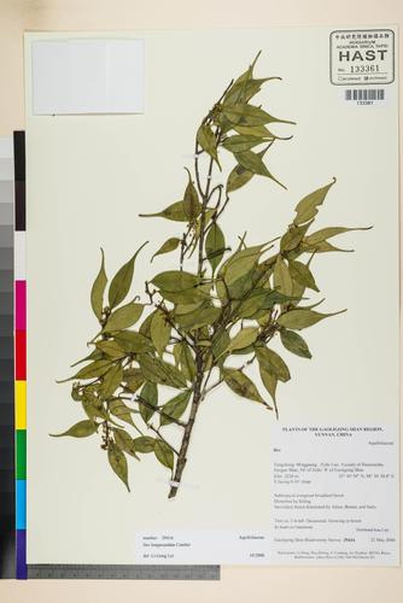 Ilex longecaudata photo 2