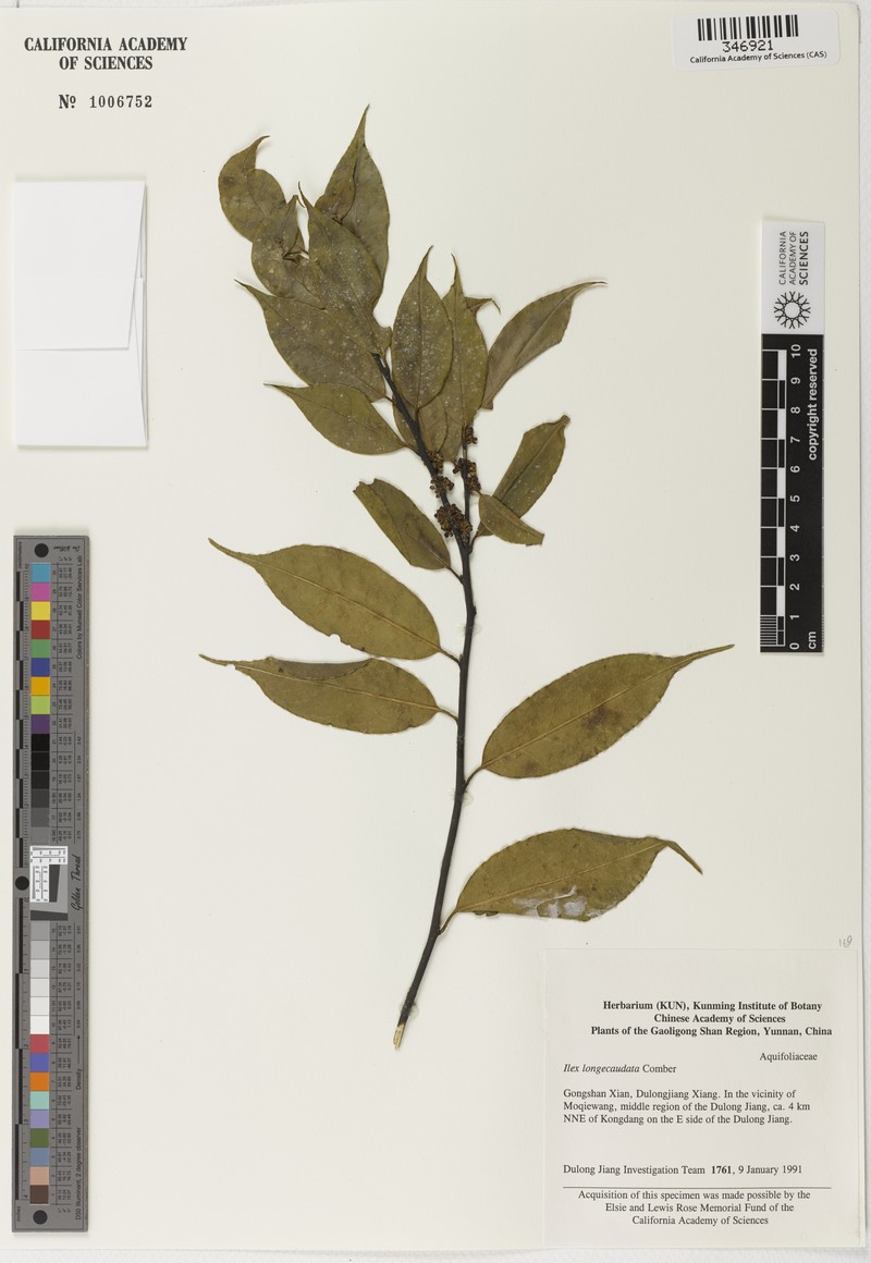 Ilex longecaudata photo 4